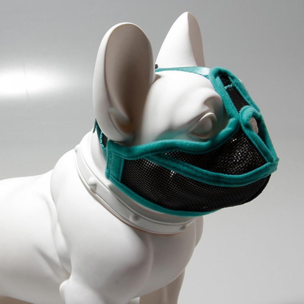 Can You Muzzle A Boston Terrier