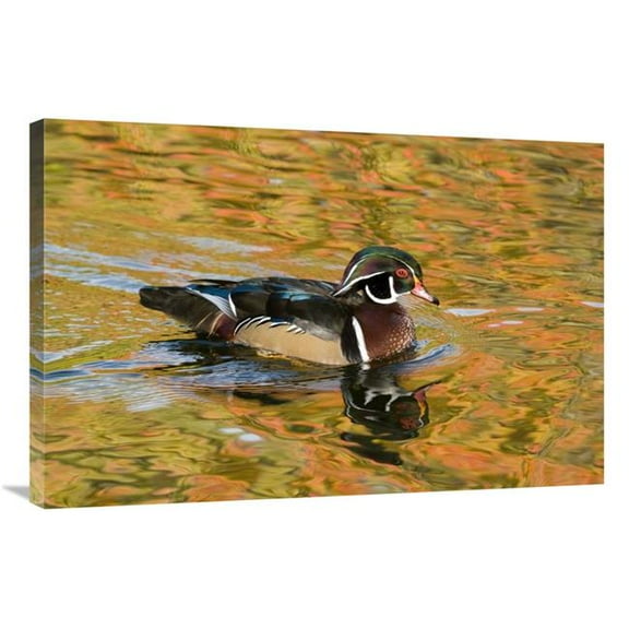 24 x 36 in. Wood Duck Male in Breeding Plumage, North Chagrin Reservation, Ohio Art Print - Steve Gettle