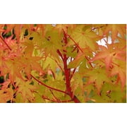 Sango Kaku Coral Bark Japanese Maple Tree - 2-3 Year Graft - ( TG )