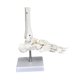 thumbnail image 5 of Modelo de articulación humana, herramienta de enseñanza para entrenamiento médico, esqueleto realista educativo. Pie, 5 of 9