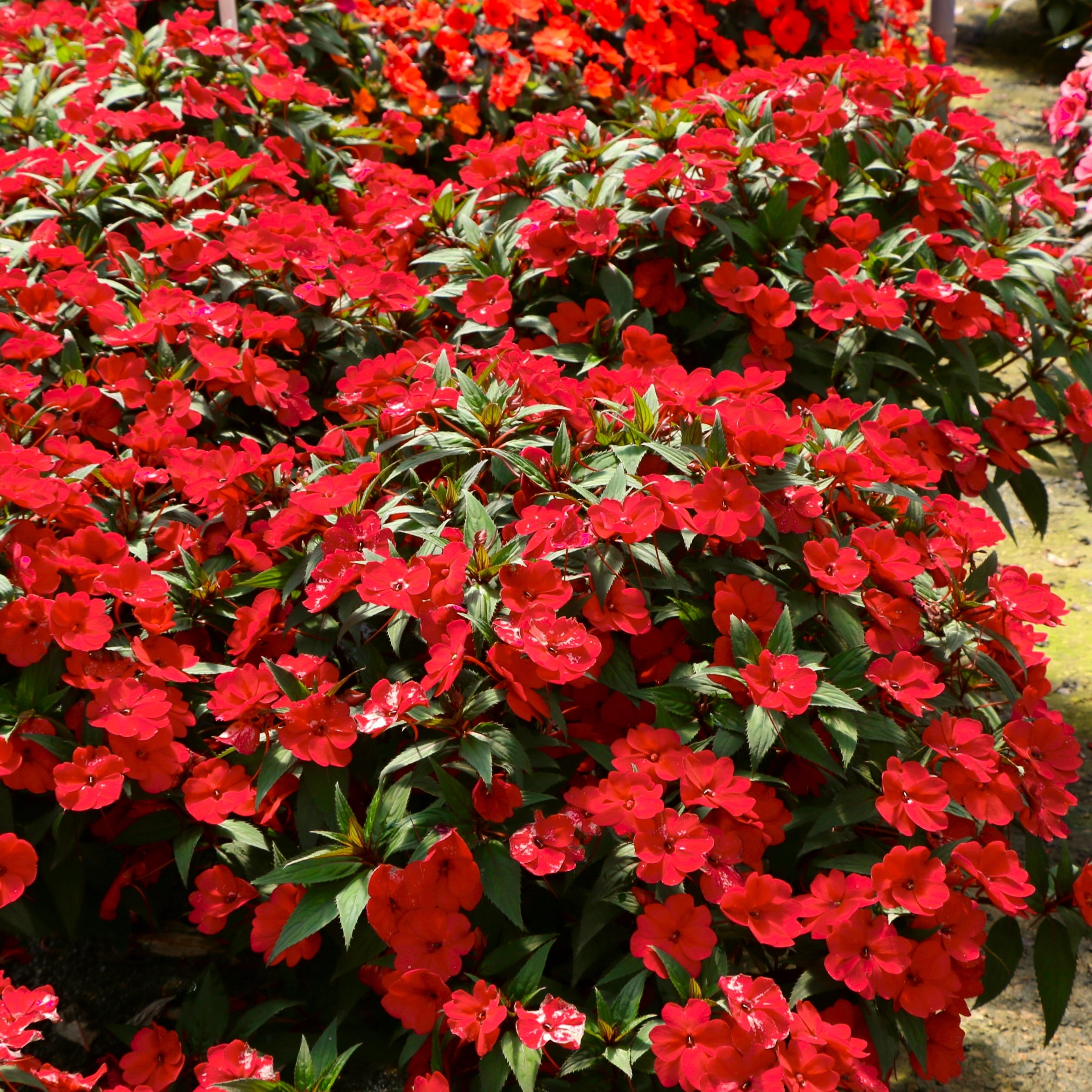 2.5 in. Impatiens Fireball SunPatiens Collection (3-Pack)