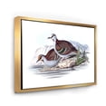 thumbnail image 3 of Designart 'Ancient Australian Birds IX' Traditional Framed Canvas Wall Art Print, 3 of 5