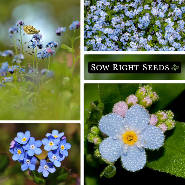Chinese Forget Me Not Seeds