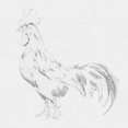 thumbnail image 2 of Green, Jacob 15x15 Black Ornate Wood Framed with Double Matting Museum Art Print Titled - Big Rooster Sketch II, 2 of 4