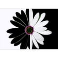 thumbnail image 2 of wall26 - Flower Black and White - Removable Wall Mural | Self-Adhesive Large Wallpaper - 66x96 inches, 2 of 6