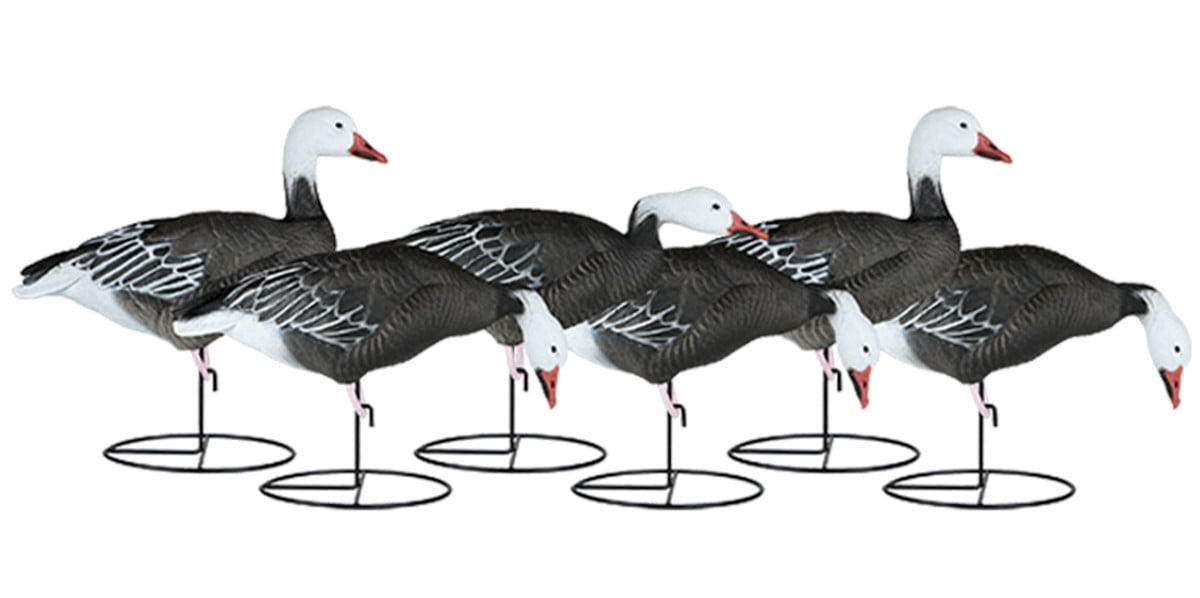 Dakota Decoy Migration Series Fullbody Blue Goose Decoys 6Pack