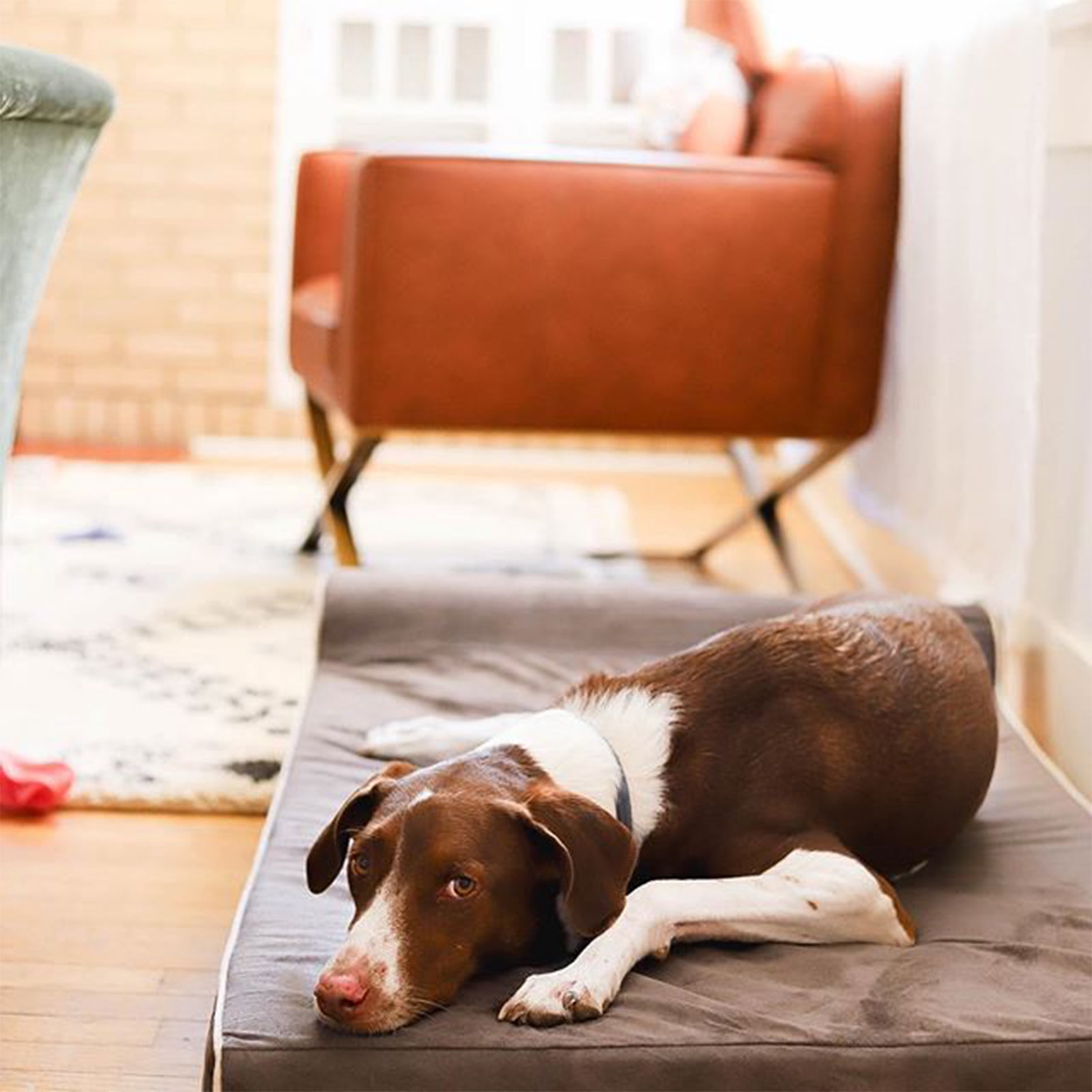 Laifug Orthopedic Memory Foam Large Dog Bed with Pillow and Durable WaterProof Liner & Removable Washable Cover  (Large (46"x28"x8"), Grey)