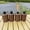 Brown, variant on 4 Pack Blue Glass Torches for Outside Tabletop with Wick and Cap,Citronella Torches Outdoor,Refillable Torch Canister,Decorative Tabletop Lantern for Yard,Patio,Deck,Garden,Outdoor Party,Landscape