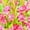 B, variant on Tuberose, Low Maintenance - Easy Grow - Ideal for Beds Borders, Plant Pots & Planters