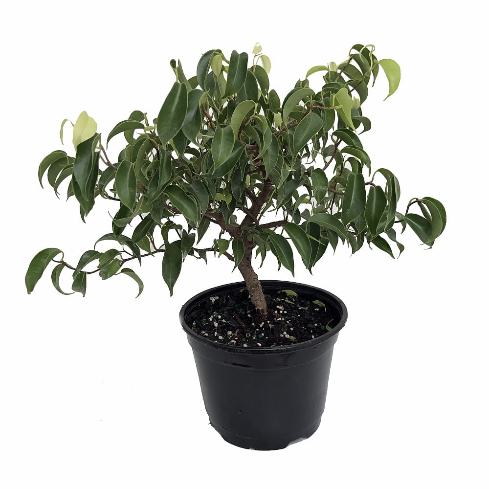 Wiandi Corkscrew Weeping Fig Tree - Ficus - Houseplant or ...