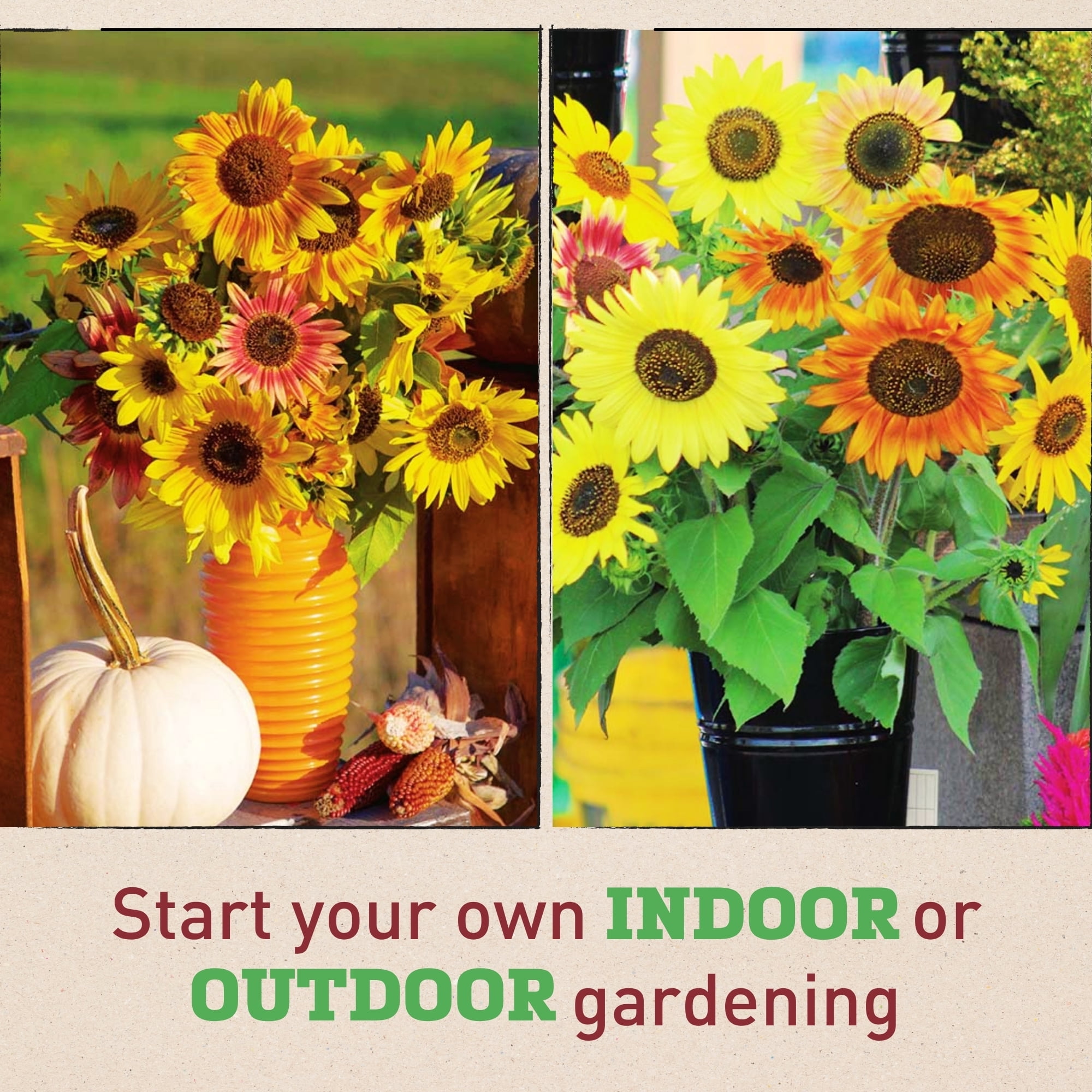 Harris Seeds Sunflower Autumn Beauty Mix, Multi Color Branching Sunflowers, 1,000 Count
