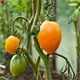 thumbnail image 5 of Clips de soporte para plantas,Clips para plantas trepadoras Clips de vid de jardín de tomate para soportar tallos de plantas vegetales,Enredaderas,Clips de tomate para plantas trepadoras, 5 of 8