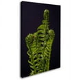 thumbnail image 2 of Trademark Fine Art "Fern Fronds Unfolding II" Canvas Art by Kurt Shaffer, 2 of 3
