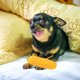 thumbnail image 3 of KAKOWELY Juguete chirriante para mascotas con forma de maíz horneado, juguete para morder para perros, juguete para limpiar los dientes de cachorros, juguete de látex para molares de perros., 3 of 5