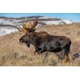 thumbnail image 2 of Garber, Howie 32x23 Black Ornate Wood Framed with Double Matting Museum Art Print Titled - Portrait of Bull moose in sagebrush-Grand Teton National Park-Wyoming, 2 of 4