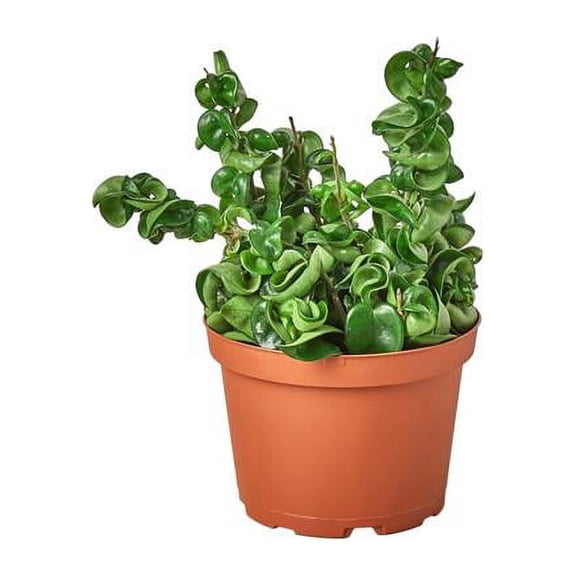 House Plant Dropship 6-HOYA-ROPE-NURSERY.POT 6 in. Hoya Rope Plant Pot