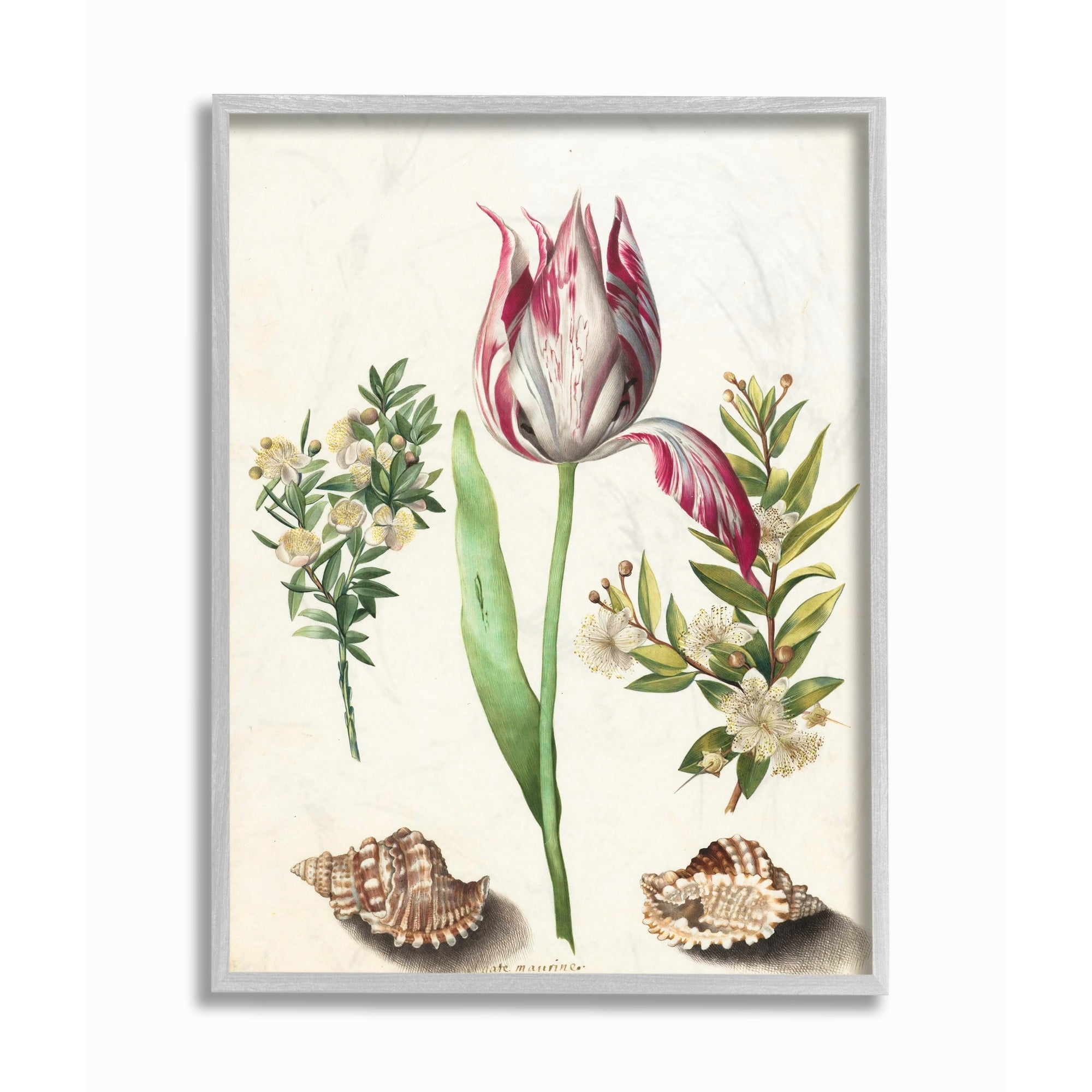 Stupell Industries Exotic Tropical Pink Floral Illustration with Nautical Shells Framed Wall Art Design by Ziwei Li