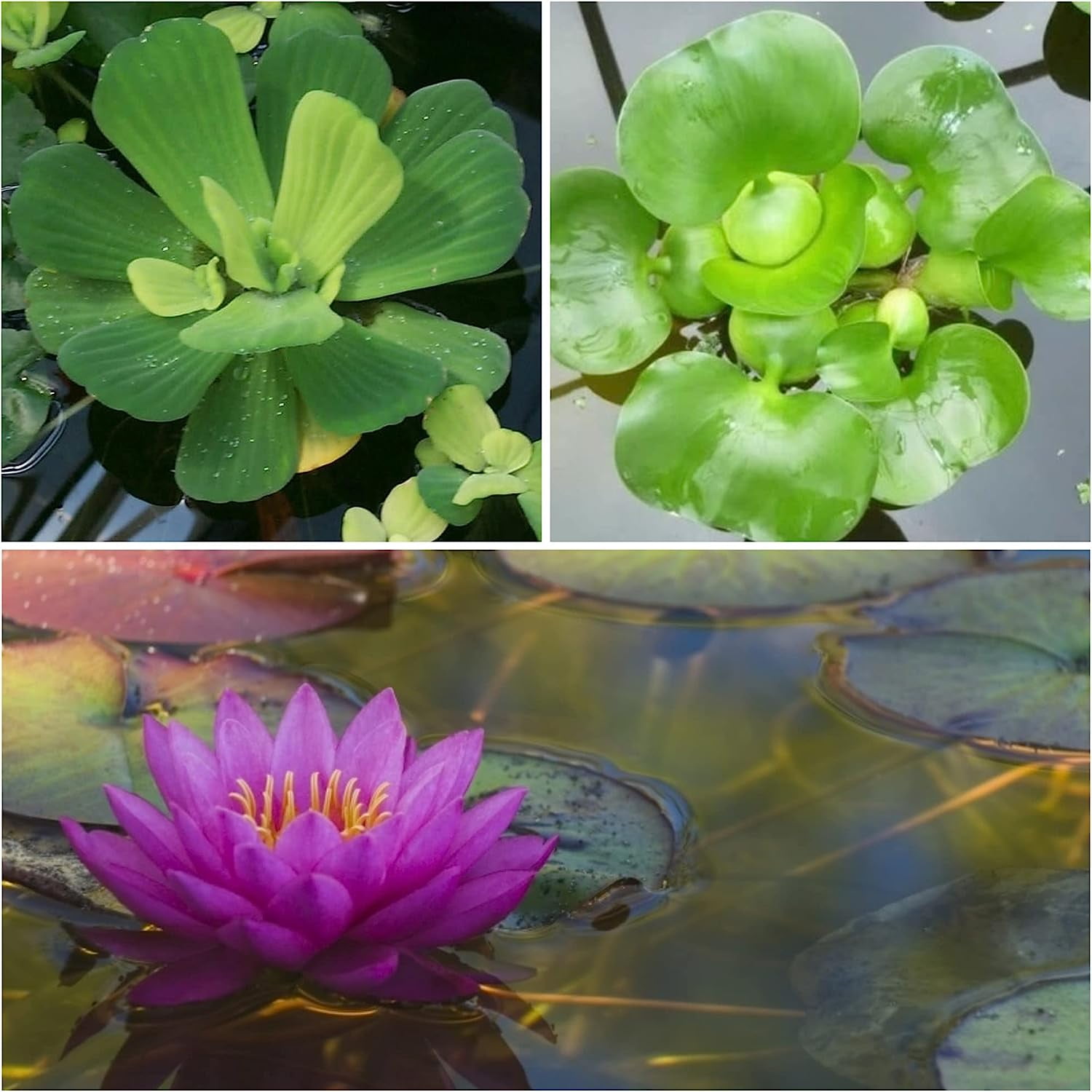 Water Lettuce + Water Hyancinth Bundle + Water Lily Tuber Bundle Floating Live Pond Plants