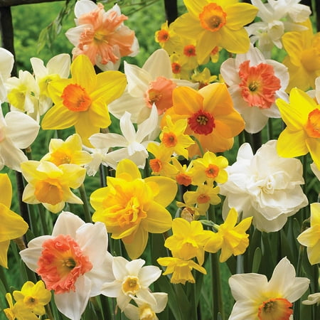 Van Zyverden Daffodils, Kitchen Sink Mixture, Set of 15 (Best Way To Plant Daffodil Bulbs)