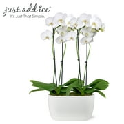 Just Add Ice 16-30" White and Yellow Premium Orchid Duo Live Plants in 10" White Dot Ceramic Planter, House Plant