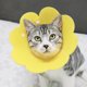 thumbnail image 2 of Collar de recuperación para gatos: lindos conos de gato con cuello de flores después de la cirugía, collar ajustable para gatos E, collares isabelinos de recuperación de cirugía, 2 of 5