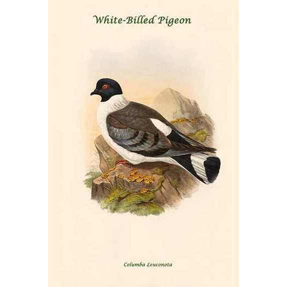 Columba Leuconota - White-Billed Pigeon-Fine Art Canvas Print (20" x 30")