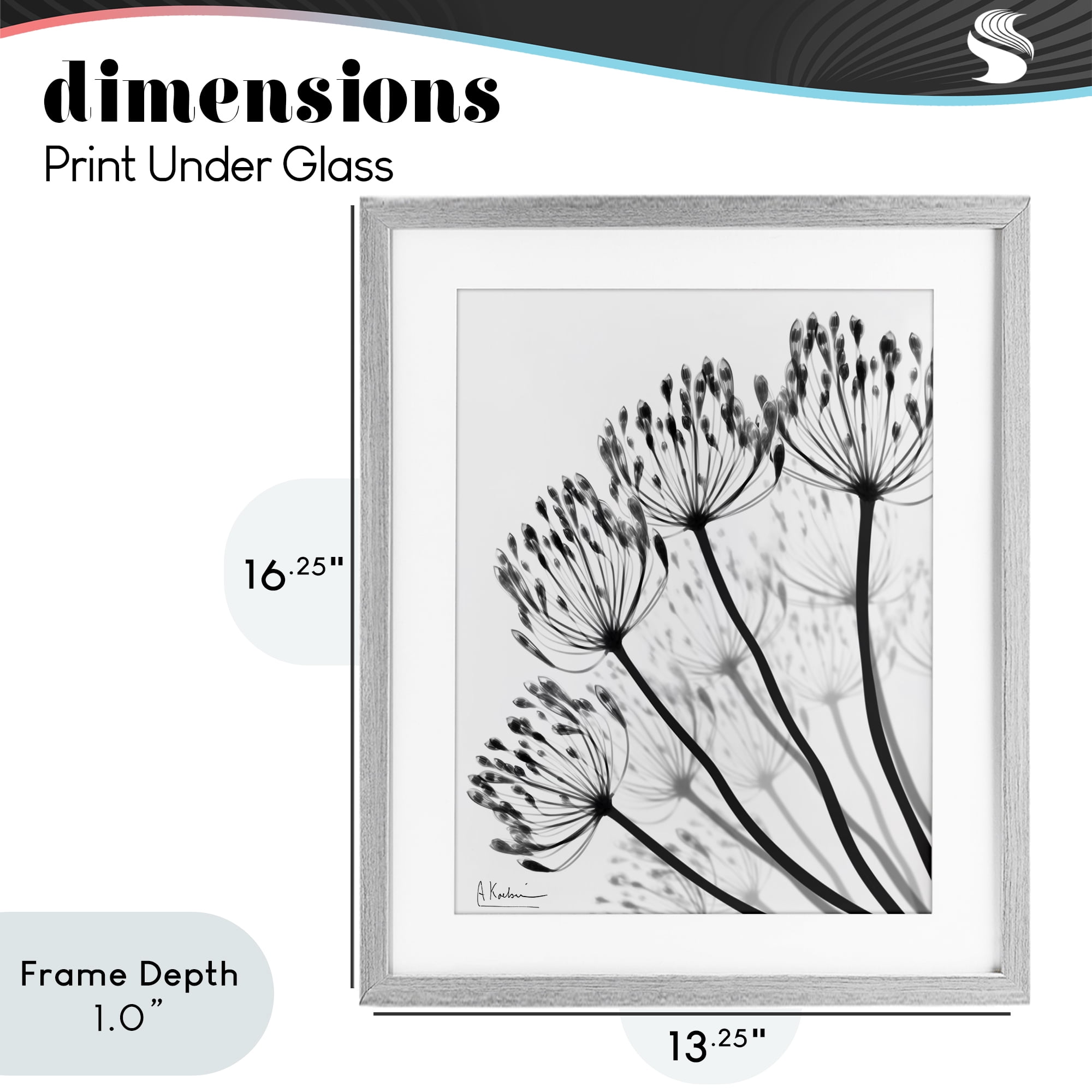 Stupell Industries Floral Fan Dandelions Gray Framed Print Under Glass, design by Albert Koetsier