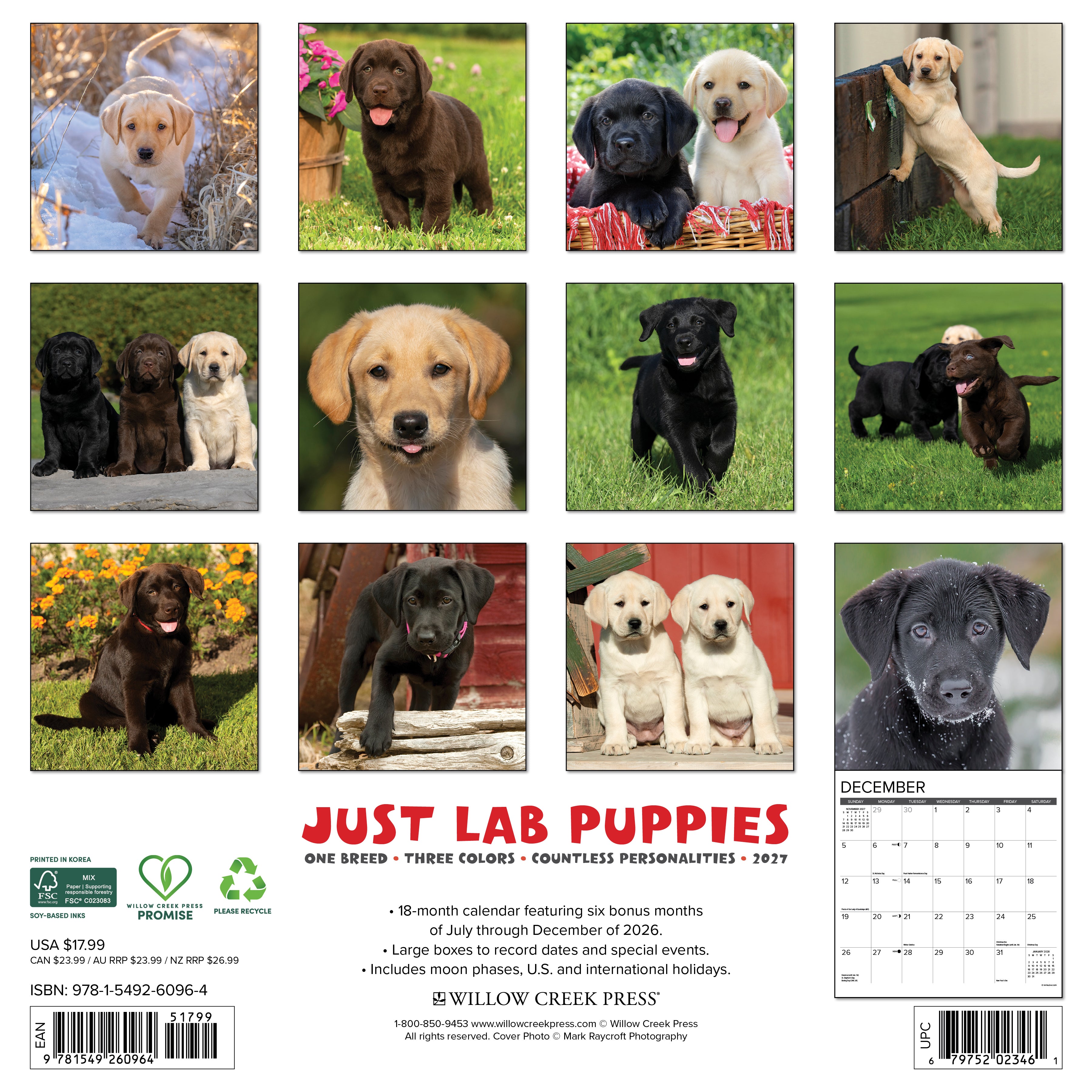 Willow Creek Press, Lab Puppies 2027 Wall Calendar