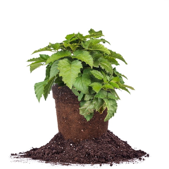 Perfect Plants Prime Ark Traveler Blackberry 1 Gallon