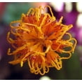 thumbnail image 3 of Purple Passion - 2 Live Plants 2" Pots - EROTIC - Gynura - Indoors, 3 of 3