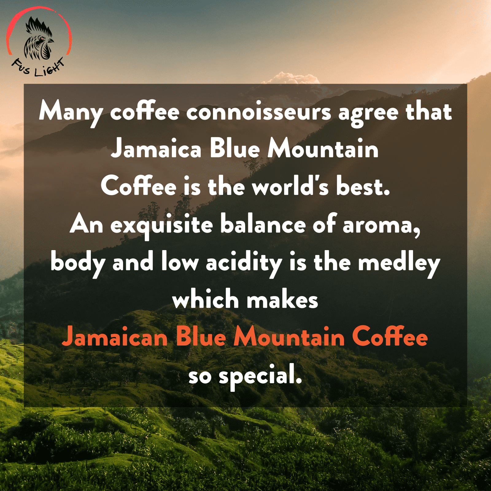 Fus Light Certified Authentic Genuine Blue Mountain Coffee from Jamaica 8 Ounce Whole Beans Farm to Cup Medium Roast