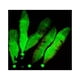 thumbnail image 4 of Cebos de calamar ligeros Greeniant 14 Uds. con anzuelo señuelo de camarón, 4 of 6