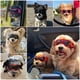 thumbnail image 5 of Gafas para perros PETLESO para razas pequeñas con protección UV, 5 of 5