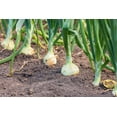 thumbnail image 4 of 250 *  Seeds ECLIPSE ONION White Sweet Allium Cepa Vegetable Seeds, 4 of 9