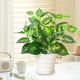thumbnail image 4 of Plantas en Macetas Artificiales Simulación de la Planta Verde Artificial Decoración Del Vestíbulo Del Hotel de la Oficina en Macetas Planta Verde Decoración Del Hogar Planta Artificial, 4 of 6