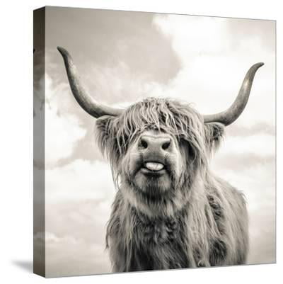 Framed Print Animal Picture Poster Bull Farming Angus Scottish Highland Cow 