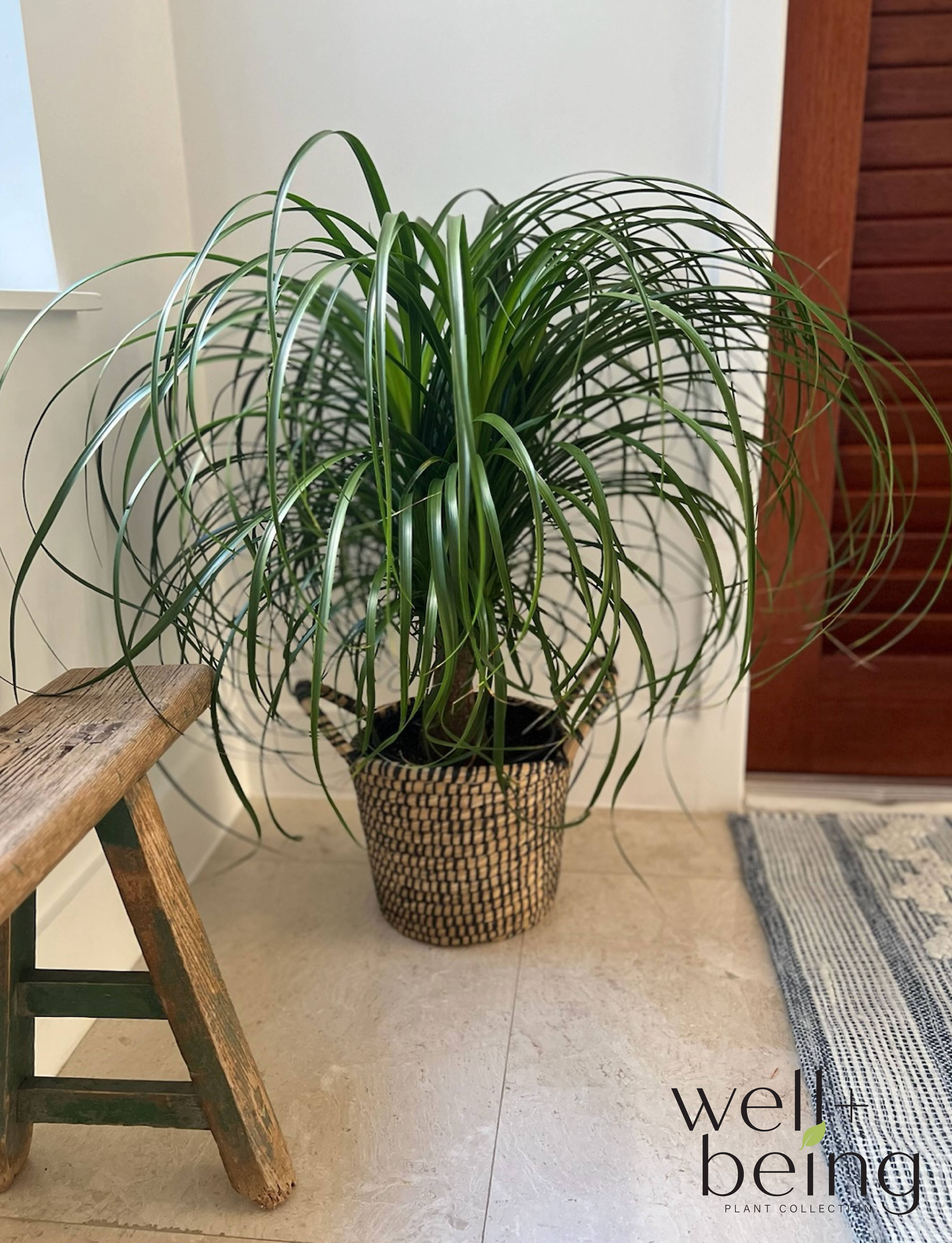 Nature's Way Farms Ponytail Palm Live Plant (15-22 inches tall) in growers pot
