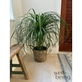 thumbnail image 2 of Nature's Way Farms Ponytail Palm Live Plant (15-22 inches tall) in growers pot, 2 of 5