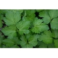 thumbnail image 5 of Italian Giant Parsley Seeds/ Biennial/ Full Sun/30 Seeds 1/10 Gram/ Zellajake Farm and Garden - B57, 5 of 5