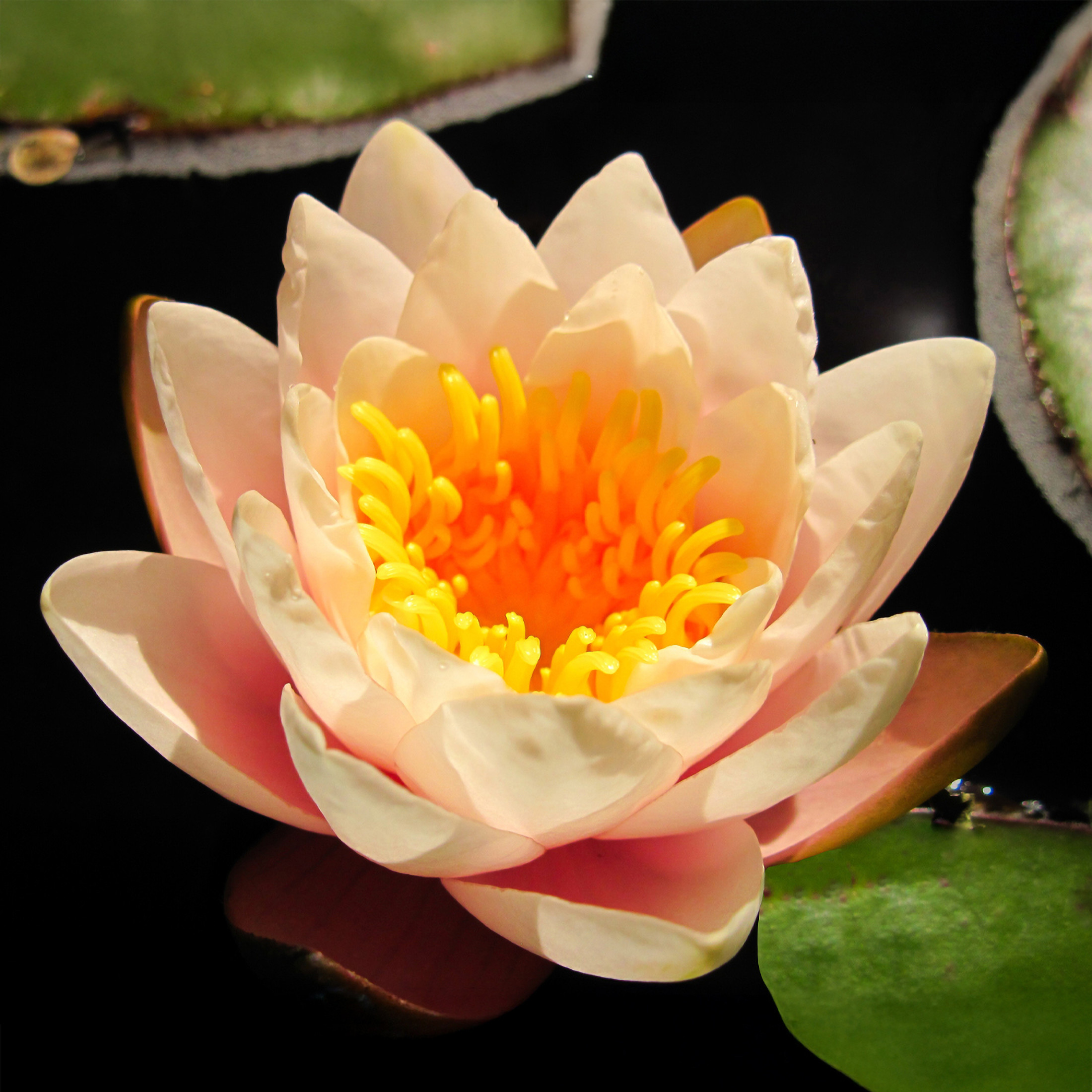 AquaMeadow Peach Hardy Water Lily