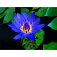 thumbnail image 2 of CZ Grain 30 Water Lily Plant Seeds, Aquatic Plant, 2 of 3