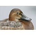 thumbnail image 2 of Morris, Arthur 24x17 White Modern Wood Framed Museum Art Print Titled - Great Britain, London Close-up of pochard duck, 2 of 4