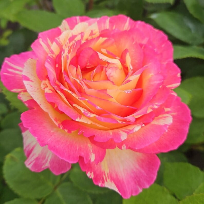 30 Seeds Marc Chagall Floribunda Rose Seeds Perennial Non- Garden Planting Late Winter Early Spring
