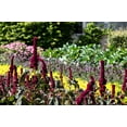 thumbnail image 5 of 100 Organic ELEPHANT HEAD AMARANTHUS Amaranthus Gangeticus Burgundy Red Flower Seeds, 5 of 6