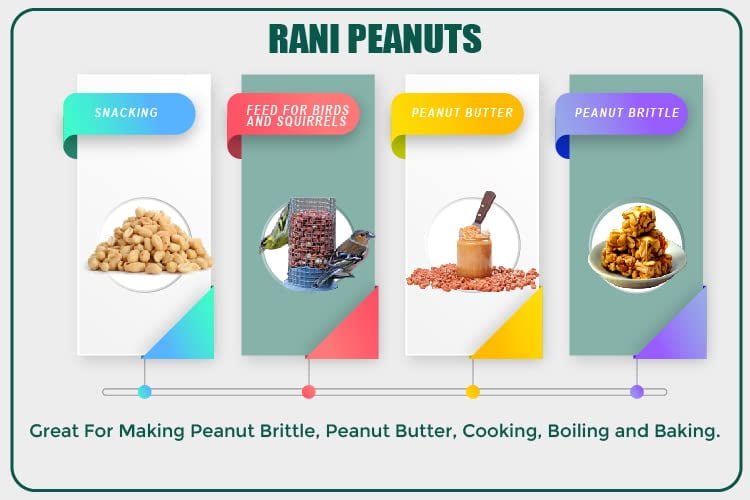 Rani Peanuts, Raw Whole With Skin (uncooked, unsalted) 6lbs (96oz) 2.72kg Bulk PET Jar ~ All Natural | Vegan | Gluten Friendly  ~ Spanish Grade Groundnut / Red-skin