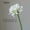 White, variant on 2 Pieces Artificial Agapanthus Flowers - Realistic Fake Agapanthus Stems for Home Office Wedding Decor, No Fade No Maintenance Faux Floral Arrangement for Vase Centerpiece Table Decor
