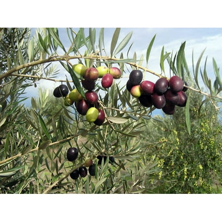 Picual Olive Tree - Tree of Peace - Olea europaea  - 4" POT