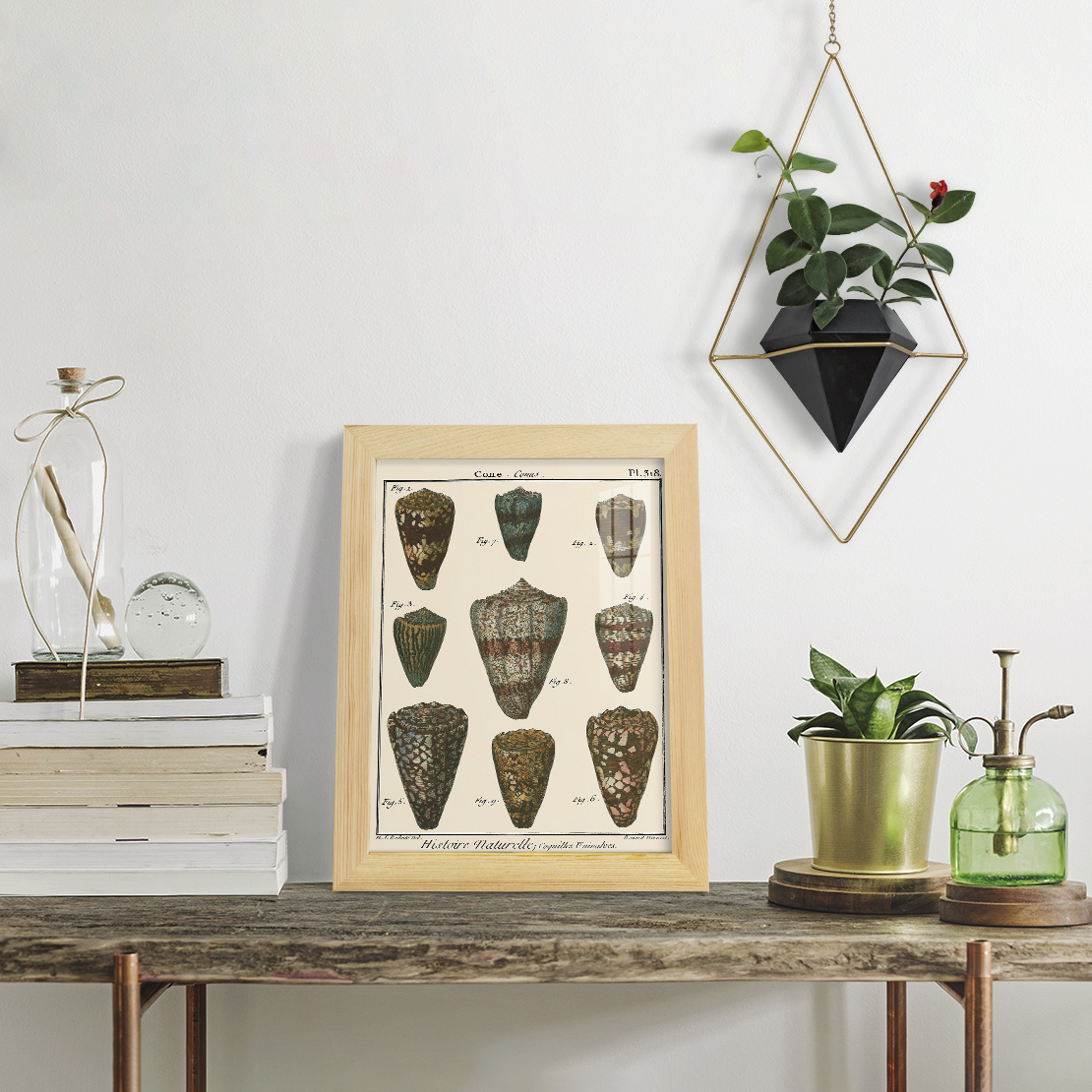 Cone Shell pl. 318 -Framed Print w/glass-Natural Wood