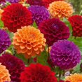 thumbnail image 1 of Flower Bulbs - Dahlia Ball Assorted (5 Bulbs), 1 of 1