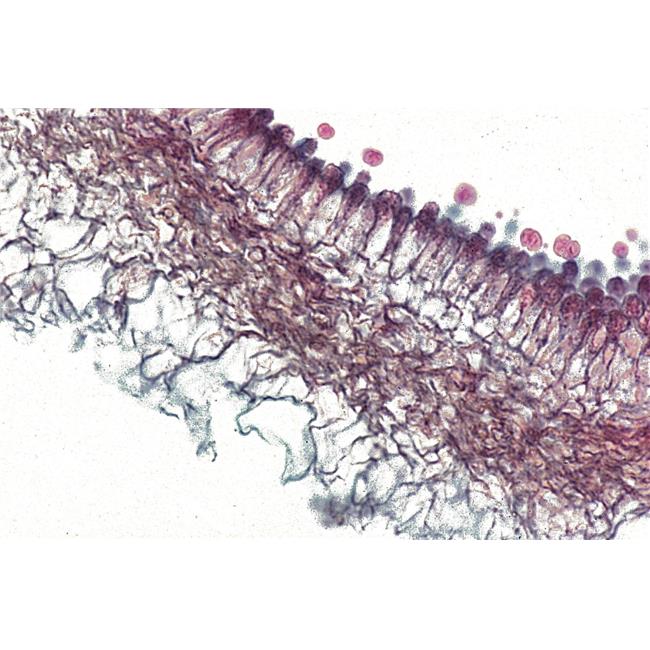 Lames De Microscope Réglées NeoSCI 70-4002 - Lot De 5 - En Verre - Pour Labo Bio